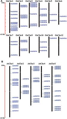 Heavy Metal Stress-Associated Proteins in Rice and Arabidopsis: Genome-Wide Identification, Phylogenetics, Duplication, and Expression Profiles Analysis